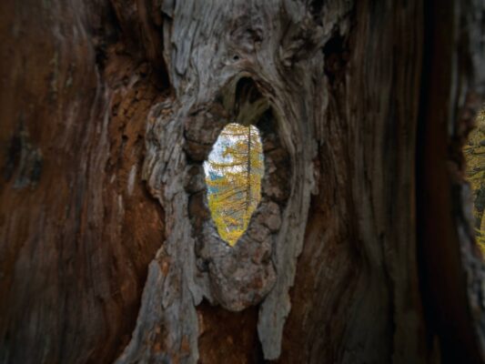 Värikäs syksyinen metsämaisema Erjavčevan majan lähellä, taustalla keltaisia lehtikuusia ja vuorenhuippuja.